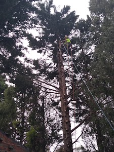 Balwyn Tree Service place picture